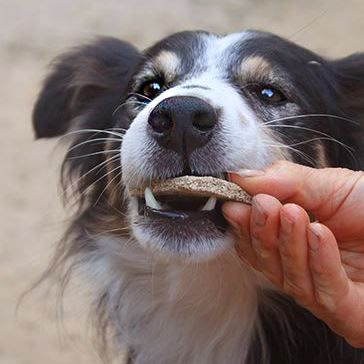 hunde-kekse-rohkost-2